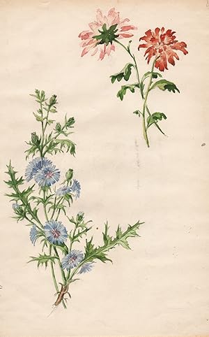 Seller image for Blumen / flowers. for sale by Antiquariat Steffen Vlkel GmbH