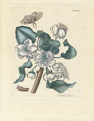 Seller image for Poirier fleuri. [1771]. [Altkolorierter Original-Kupferstich/original colored copper engraving]. for sale by Antiquariat Lenzen