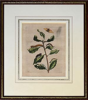 Seller image for Weide. [um 1730]. [Altkolorierter Original-Kupferstich, gerahmt/original colored copper engraving, framed]. for sale by Antiquariat Lenzen