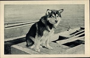 Seller image for Ansichtskarte / Postkarte Spat, le Chien de tte de l'Attelage de Mary's Igloo, Alaska, Polarhund, Schlittenhund for sale by akpool GmbH