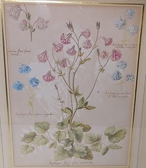 Blumen Pflanzen Handzeichnungen: Fünf originale Zeichnungen (vier kleine und eine große) von Akel...