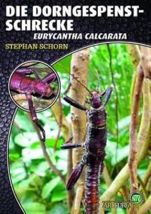 Bild des Verkufers fr Die Dorngespenstschrecke : Eurycantha calcarata zum Verkauf von AHA-BUCH GmbH