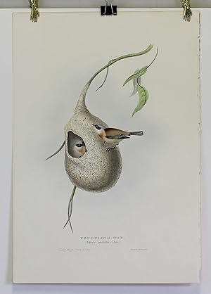 Bild des Verkäufers für PENDULINE TIT (Aegitalus Pendulinus) [Hand-colored Lithograph from BIRDS OF EUROPE] zum Verkauf von Tennyson Williams Books and Fine Art