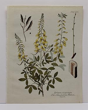 CYTISUS NIGRICANS [Black Broom], Original Hand-Colored Copper Engraving (plate # 470) from Icones...
