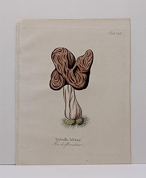 HELVELLA MITZA [Elfin Saddle Mushroom], Original Hand-Colored Copper Engraving (plate # 556) from...