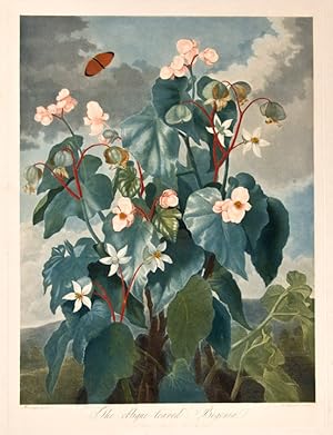 Imagen del vendedor de The Oblique-Leaved Begonia a la venta por Donald A. Heald Rare Books (ABAA)