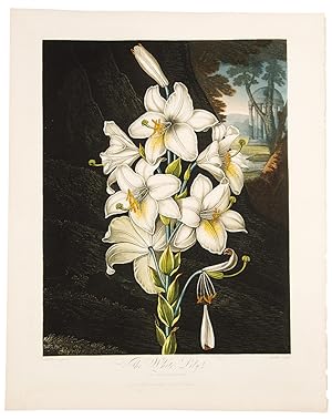 Imagen del vendedor de The White Lily a la venta por Donald A. Heald Rare Books (ABAA)