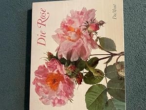 Die Rose. Erlesen und zeitlos.