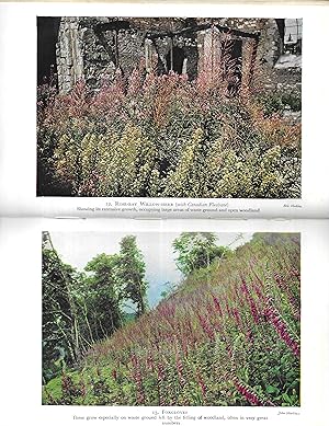 The Country Naturalist - Flowers of the Wood