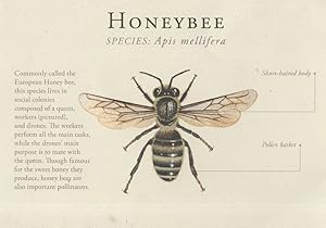 Honey Bee Apis Mellifera Specimen Insect Drone Postcard