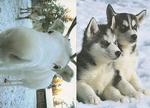 Imagen del vendedor de Lapland Cattle & Snow Dogs 2x Finland Postcard s a la venta por Postcard Finder