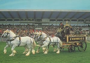 Sandown Whitbread Shires Horse Show Postcard