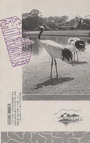 Okoyama Japanese Bird Wildlife Park Antique Postcard