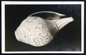 Hindu Conch Shell Postcard Horniman Museum London