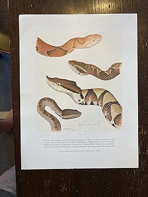 SNAKES OF THE Agkistrodon COMPLEX: A MONOGRAPHIC REVIEW, Color Plate, Frontispiece