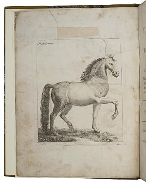 A new treatise on the diseases of horses: wherein what is necessary to the knowledge of a horse, ...