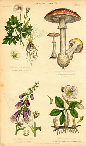 1855 colored botanical print of vegetable poisonous plants, purple foxglove,fly brown mushroom,al...