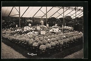 Bild des Verkufers fr Carte postale Versailles, Truffaut, Hortensien zum Verkauf von Bartko-Reher