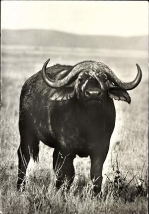 10 alte Ansichtskarte / Postkarte verschiedene Tiere, Büffel, Steinbock, Giraffen, Zebras, Bisons