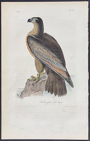 Washington Sea Eagle