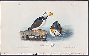 Large billed Puffin