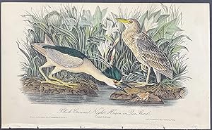 Black-Crowned Night Heron or Qua Bird