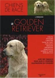 EL GOLDEN RETRIEVER