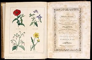 Image du vendeur pour The Botanic Garden; consisting of Highly Finished Representations of Hardy Ornamental Flowering Plants, Cultivated in Great Britain. With their names, classes, orders, history, qualities, culture and physiological observations. mis en vente par EOS Buchantiquariat Benz