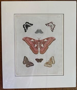 Papillons Exotiques des Trois Parties du Monde: Plate VIII, Aurota, Doris, Tipha, Laomedia