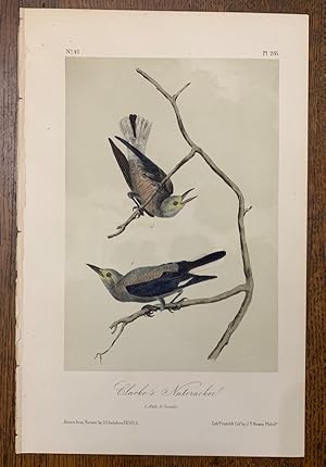 Clarke's Nutcracker: Plate #235 from Birds of America