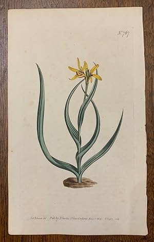 Curtis Botanical Magazine Plate 767: Melanthium Uniflorum, Yellow Melanthium