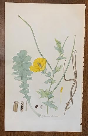1817 Hand-Colored Antique Curtis Botanical Print, Glaucium Luteum (Yellow Horned Poppy)