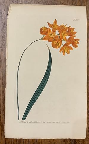 Curtis Botanical Magazine Plate 846: Ixia Erecta, v. Lutea, Yellow Upright Ixia