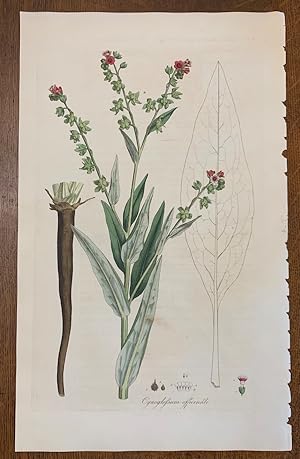 1817 Hand-Colored Antique Curtis Botanical Print, Cynoglossum Officinale (Houndstongue)