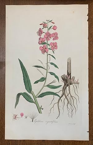 1817 Hand-Colored Antique Curtis Botanical Print, Epilobium Augustifolium (Rosebay Willow-Herb, P...