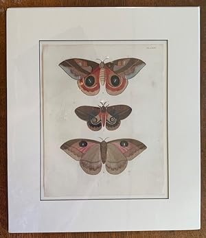 Papillons Exotiques des Trois Parties du Monde: Plate LXIV, Janus and Egeus