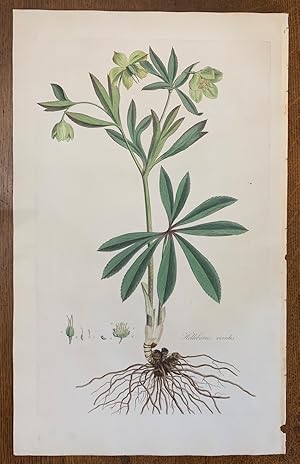 1817 Hand-Colored Antique Curtis Botanical Print, Helleborus Viridis (Green Hellebore)