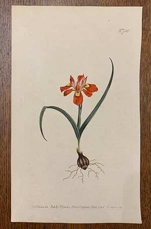 Curtis Botanical Magazine Plate 750: Moraea Papilonacea, Dwarf Moraea