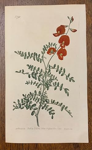 Curtis Botanical Magazine Plate 792: Colutea Galegifolia, Small-Leaved Bladder-Senna