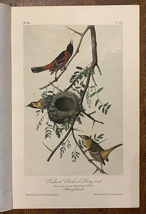 Orchard Oriole, or Hang Nest: Plate #219 from Birds of America