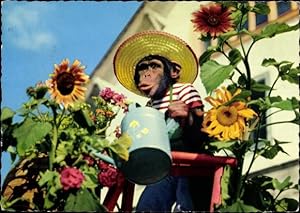 Ansichtskarte / Postkarte Schimpanse gießt Blumen, Gartenarbeit, Blumenpflege, Sonnenblumen