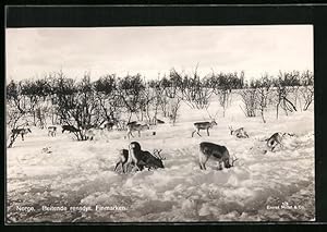 Bild des Verkufers fr Ansichtskarte Norwegische Rentiere auf Futtersuche im Schnee zum Verkauf von Bartko-Reher