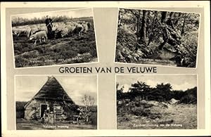 Ansichtskarte / Postkarte Hoge Veluwe Gelderland Niederlande, scheper met zijn kudde, Ongerept na...