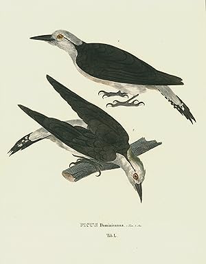 Bild des Verkufers fr Picus dominicanus. zum Verkauf von Antiquariat Clemens Paulusch GmbH