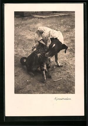 Ansichtskarte Kameraden - Junger Hund mit Katze