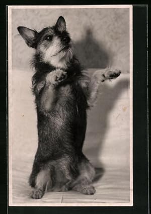 Bild des Verkufers fr Ansichtskarte Kleiner Hund macht Mnnchen zum Verkauf von Bartko-Reher