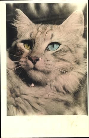 Ansichtskarte / Postkarte Portrait einer Katze, Blaues und gelbes Auge