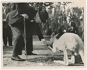 MR. CHURCHILL AT THE ZOO - An original press photograph of Winston S. Churchill feeding Digger, h...