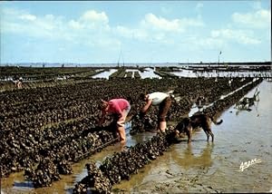 Image du vendeur pour Ansichtskarte / Postkarte Ile d'Olron Charente Maritime, Austern in Boyardville mis en vente par akpool GmbH