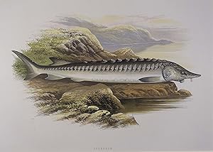 Sturgeon. Farbholzstich aus Houghton "British freshwater fishes". London 1879, 25 x 35 (Blattgr.)